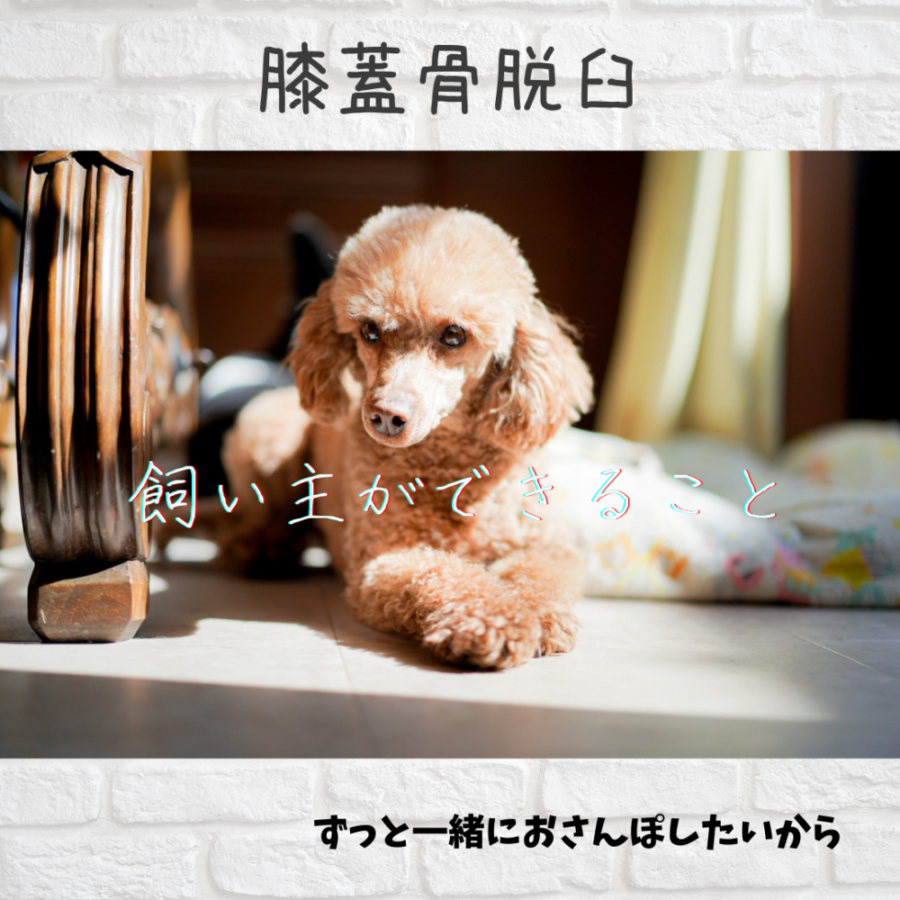 膝蓋骨脱臼 パテラ 犬お悩みサポート